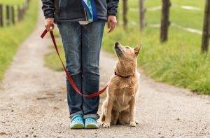 Start by teaching your dog to focus on you