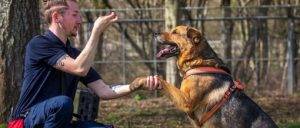 Dog training classes are an ideal way to begin puppy training in a safe